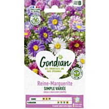 Reine-Marguerite Simple Variée - GONDIAN