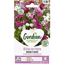 Œillet de Poète Double Varié - GONDIAN