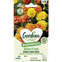 Œillet d'Inde Double Nain Varié - GONDIAN