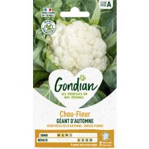 Chou-Fleur Géant d'Automne - GONDIAN