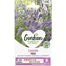 Lavande Vraie - GONDIAN