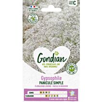 Gypsophile Paniculé Simple - GONDIAN