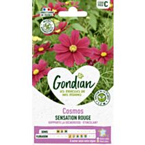 Cosmos Sensation Rouge - GONDIAN