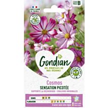 Cosmos Picotée - GONDIAN