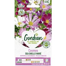 Cosmos Sea Shells Varié - GONDIAN