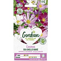 Cosmos Sea Shells Varié - GONDIAN