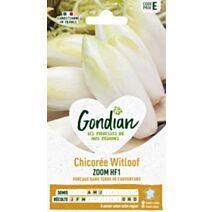 Chicorée Zoom HF1 - GONDIAN