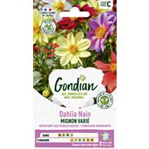 Dahlia Mignon Varié - GONDIAN