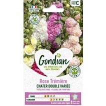 Rose Trémière Extra Chater Varié - GONDIAN
