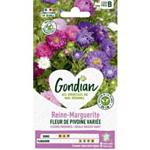 Reine-Marguerite à Fleur de Pivoine Variée - GONDIAN
