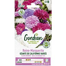 Reine-Marguerite Géante de Californie Variée - GONDIAN