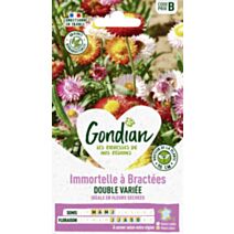 Immortelle à Bractées Double Variée - GONDIAN
