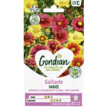Gaillarde Vivace Variée - GONDIAN