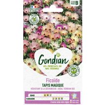 Ficoïde Criniflorum Varié - GONDIAN