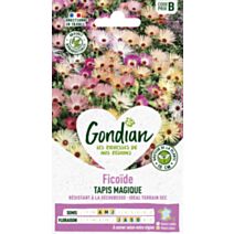 Ficoïde Criniflorum Varié - GONDIAN