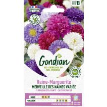 Reine-Marguerite Merveille des Naines Variée - GONDIAN