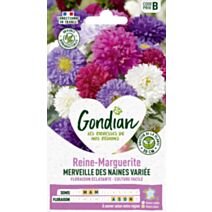 Reine-Marguerite Merveille des Naines Variée - GONDIAN