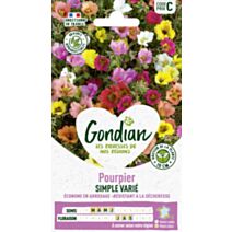 Pourpier Simple Varié - GONDIAN