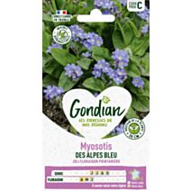 Myosotis des Alpes Bleu - GONDIAN