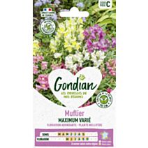 Muflier Maximum Varié - GONDIAN