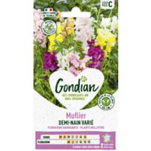 Muflier Demi-nain Varié - GONDIAN