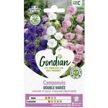 Campanule Double à Grande Fleur Variée - GONDIAN