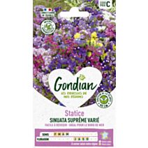 Statice Sinuata Variée - GONDIAN