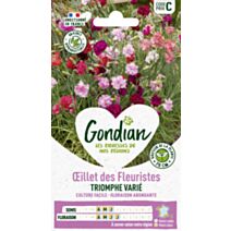 Œillet des Fleuristes Triomphe Varié - GONDIAN