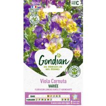 Viola Cornuta Variée - GONDIAN