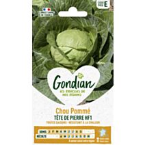 Chou Pommé Tête de Pierre HF1 - GONDIAN