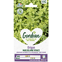 Origan Marjolaine Vivace - GONDIAN