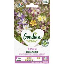 Ancolie Étoile Variée HF1 - GONDIAN