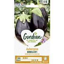 Aubergine Bonica HF1 - GONDIAN