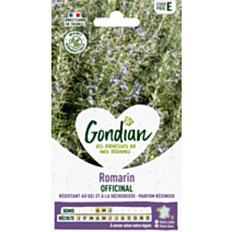 Romarin Officinal - GONDIAN