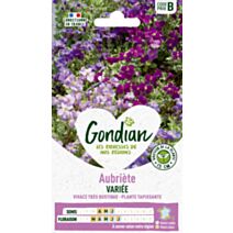 Aubrietia Hybride Variée - GONDIAN