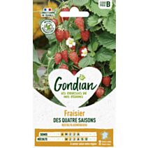 Fraisier des 4 Saisons - GONDIAN