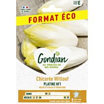 Chicorée Platine HF1 - GONDIAN