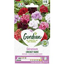 Géranium Cricket Varié HF2 - GONDIAN