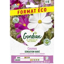 Cosmos Sensation Varié - GONDIAN