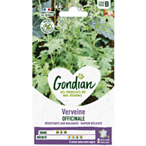 Verveine Officinale - GONDIAN