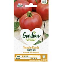 Tomate Pyros HF1 - GONDIAN
