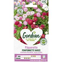Pâquerette Superpomponnette - GONDIAN