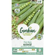 Pois Alicia - GONDIAN