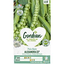 Pois Alexandra - GONDIAN