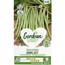Haricot Oxinel - GONDIAN