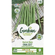 Haricot Cigal - GONDIAN