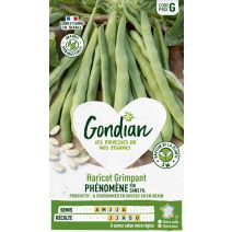 Haricot Phénomène - GONDIAN