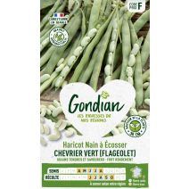 Haricot Chevrier Vert - GONDIAN