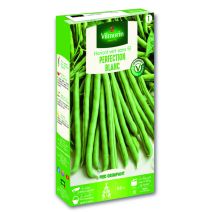 Haricot Blanc de Juillet - VILMORIN