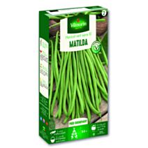 Haricot Matilda - VILMORIN